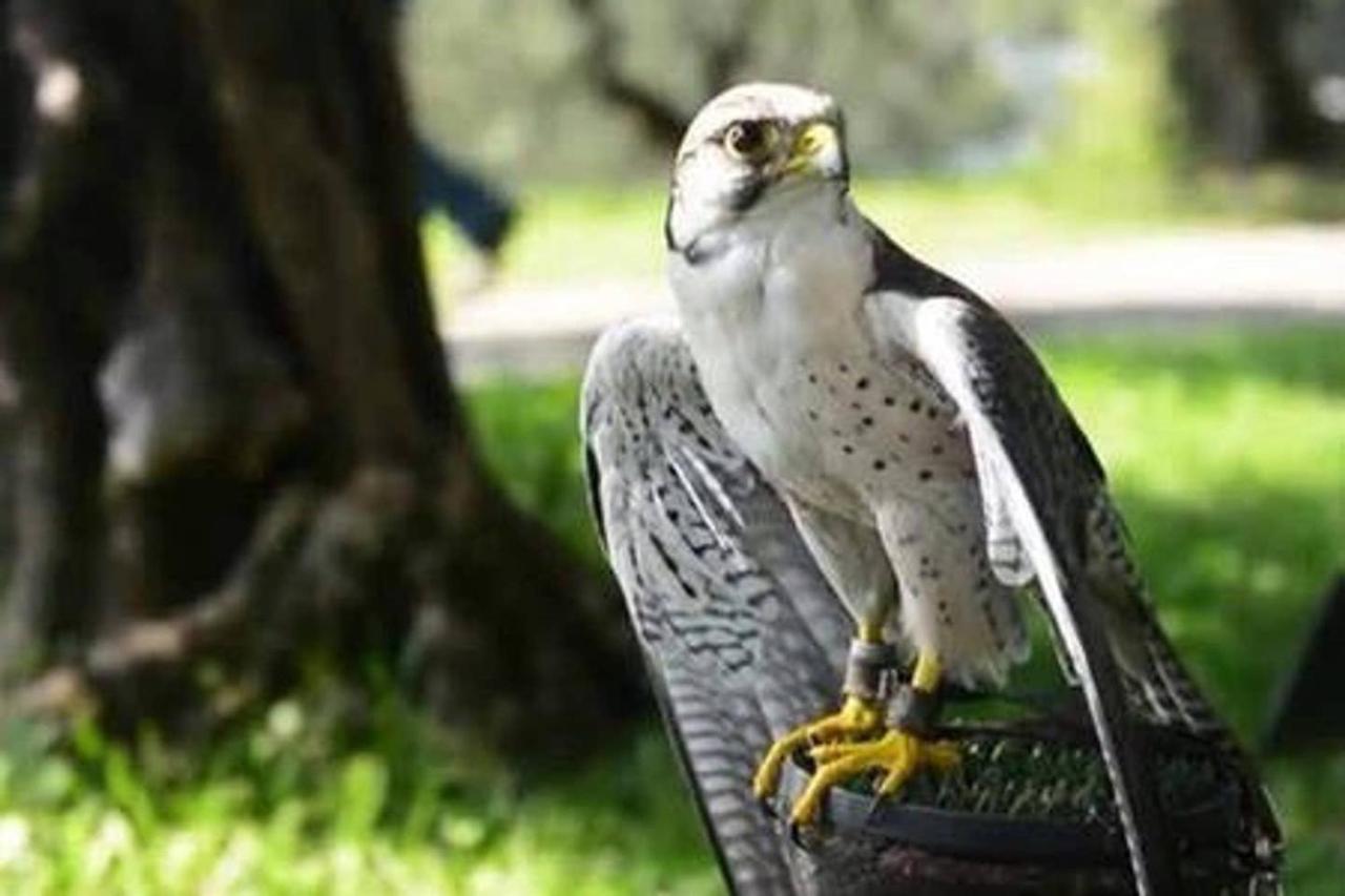Villa Silvana Perledo Dış mekan fotoğraf